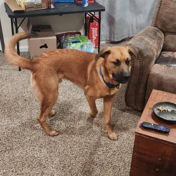 Milo -  Hound and Mixed Breed Dog for Adoption in Livingston, Texas - Milo | PetCurious