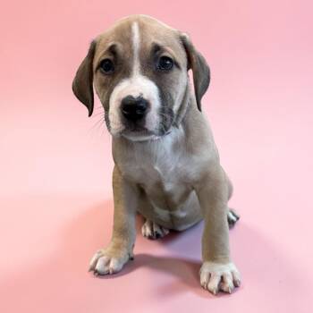 Cattle Dog and Mixed Breed Dogs Available for Adoption - Sassy | PetCurious