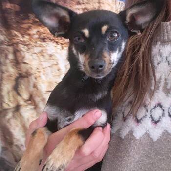 Chihuahua Dogs Available for Adoption in Minneapolis, Minnesota - Sitka | PetCurious