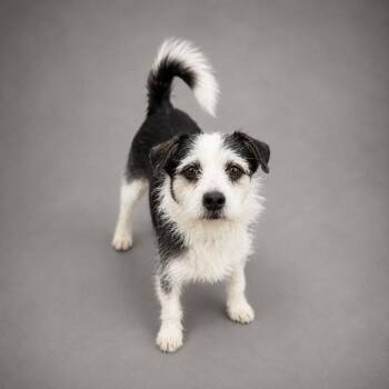 Mr. Peanut -  Terrier Dog for Adoption in Hardeeville, South Carolina - Mr. Peanut | PetCurious