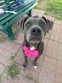 Layla -  Staffordshire Bull Terrier and Pit Bull Terrier Dog for Adoption in Aurora, Colorado - Layla | PetCurious