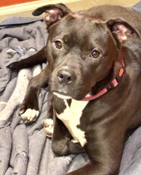 Meet the Adorable Confetti Who has a Dream Personality -  American Bully Dog for Adoption in Charlottesville, Virginia - Meet The Adorable Confetti Who Has A Dream Personality | PetCurious