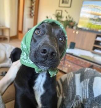 Black Labrador Retriever Dogs Available for Adoption in Palmyra, Virginia - Bizou | PetCurious