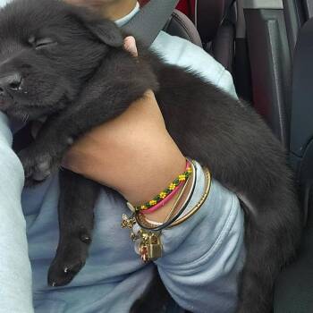 Acker Earth C508 -  Mixed Breed Dog for Adoption in Allen, Texas - Acker Earth C508 | PetCurious
