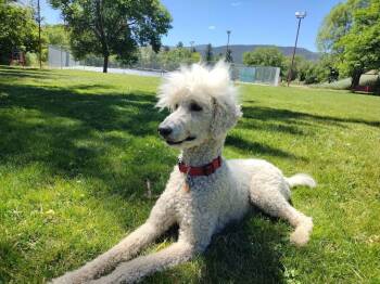 Achilles -  Standard Poodle Dog for Adoption in Thornton, Colorado - Achilles | PetCurious