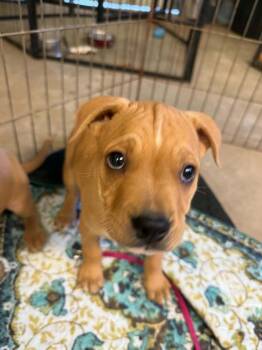HARVEY -  American Bulldog and Mixed Breed Dog for Adoption in Thompson, Pennsylvania - HARVEY | PetCurious