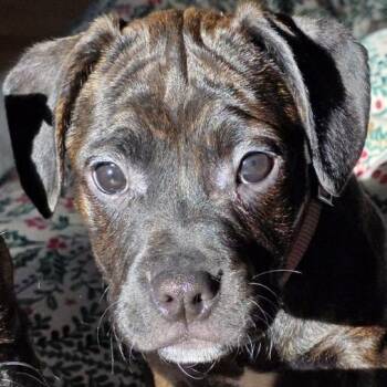 Boxer and Husky Dogs Available for Adoption - Melanie | PetCurious