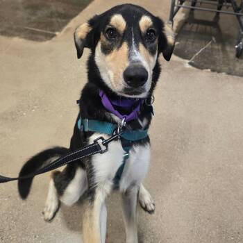 Mila -  Shepherd and Mixed Breed Dog for Adoption in Chicago, Illinois - Mila | PetCurious