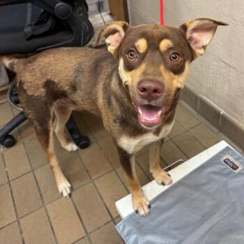 Ruger -  Shepherd and Husky Dog for Adoption in Birmingham, Alabama - Ruger | PetCurious