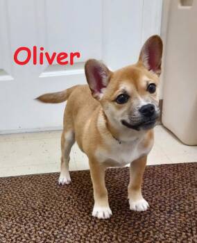 Rescue Shiba Inu and French Bulldog Dogs for Adoption in Falls Creek, Pennsylvania - Oliver | PetCurious