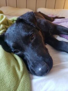 Liliana -  Labrador Retriever and Mixed Breed Dog for Adoption in Fort Worth, Texas - Liliana | PetCurious