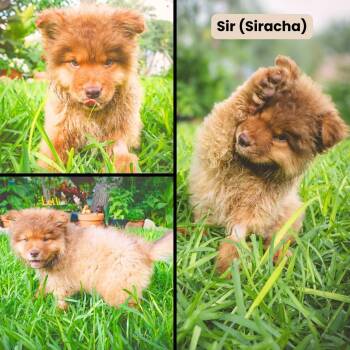 Sir (Siracha) -  Chow Chow Dog for Adoption in Houston, Texas - Sir (Siracha) | PetCurious