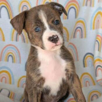 Boxer Dogs Available for Adoption - Pumpkin Spice | PetCurious