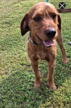 Slim Jim -  Airedale Terrier and Redbone Coonhound Dog for Adoption in Westminster, Maryland - Slim Jim | PetCurious