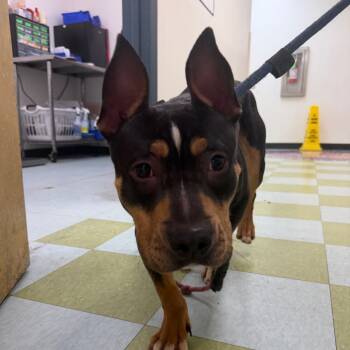 Rescue Mixed Breed Dogs for Adoption in Philadelphia, Pennsylvania - Topaz | PetCurious