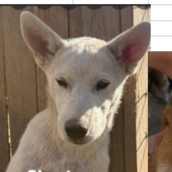 Rescue Husky and Mixed Breed Dogs for Adoption in Avon, Ohio - Ghost | PetCurious