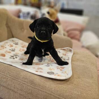 Bonita -  French Bulldog Dog for Adoption in Turlock, California - Bonita | PetCurious