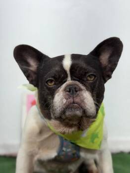 Wednesday-One of our Amazing Rescue Dogs -  French Bulldog and Mixed Breed Dog for Adoption in Carlsbad, California - Wednesday-One Of Our Amazing Rescue Dogs | PetCurious