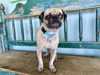 Mr. Rhodes -  Pug Dog for Adoption in San Antonio, Texas - Mr. Rhodes | PetCurious