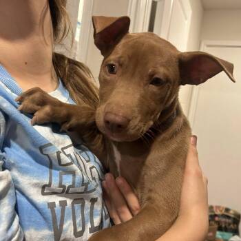 Rescue Labrador Retriever Dogs for Adoption in Williston, Vermont - Maggie | PetCurious