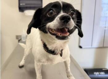 Rescue Chihuahua Dogs for Adoption in San Clemente, California - POPPY | PetCurious