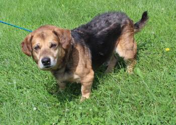 Julian (12347) -  Corgi and Beagle Dog for Adoption in Heath, Ohio - Julian (12347) | PetCurious
