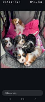 Chichi -  Cavalier King Charles Spaniel Dog for Adoption in Newmanstown, Pennsylvania - Chichi | PetCurious