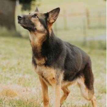Breezy -  German Shepherd Dog and Mixed Breed Dog for Adoption in Portland, Oregon - Breezy | PetCurious