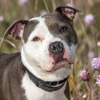 JANOVA -  Pit Bull Terrier and Mixed Breed Dog Available for Adoption in St. Louis, Missouri - JANOVA | PetCurious