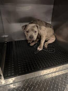 PALOMA -  Mixed Breed Dog for Adoption in Dallas, Texas - PALOMA | PetCurious