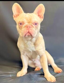 Ghost -  French Bulldog Dog for Adoption in New Stanton, Pennsylvania - Ghost | PetCurious