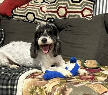 Goldendoodle Dogs Available for Adoption in Antwerp, Ohio - Happy Paloosa | PetCurious