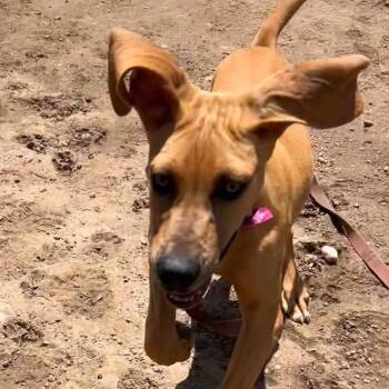 Hound and Mixed Breed Dogs Available for Adoption in Fort Collins, Colorado - Blathers | PetCurious