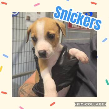 Snickers -  Labrador Retriever and Pit Bull Terrier Dog for Adoption in Ringwood, New Jersey - Snickers | PetCurious