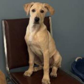 Mudpie -  Mixed Breed Dog for Adoption in Edwardsville, Illinois - Mudpie | PetCurious