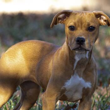 Autumn -  Pit Bull Terrier and Mixed Breed Dog for Adoption in Wichita, Kansas - Autumn | PetCurious