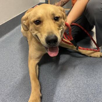 Ramen -  Labrador Retriever and Mixed Breed Dog for Adoption in Saint Joseph, Missouri - Ramen | PetCurious