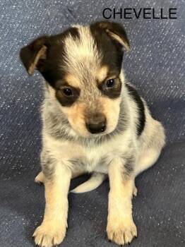 Labrador Retriever and Mixed Breed Dogs Available for Adoption - Chevelle | PetCurious