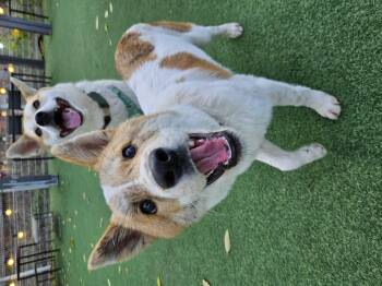 Rescue Jindo Dogs for Adoption in Johns Creek, Georgia - TOBY | PetCurious