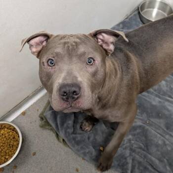 Pit Bull Terrier Dogs Available for Adoption in Des Moines, Iowa - Dobby | PetCurious