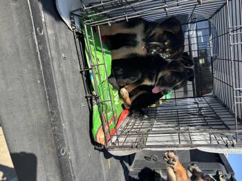 Rescue Australian Cattle Dog Blue Heeler and Labrador Retriever Dogs for Adoption in Haslet, Texas - Mr.kenny | PetCurious