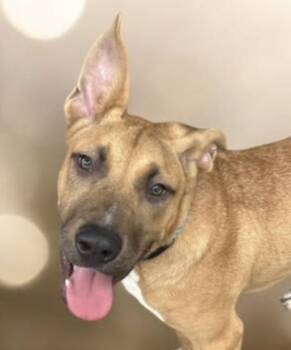 Shepherd Dogs Available for Adoption in Andover, Massachusetts - Beckham - Needs Summer Lovin! | PetCurious