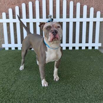 A611100 -  Pit Bull Terrier Dog for Adoption in Modesto, California - A611100 | PetCurious