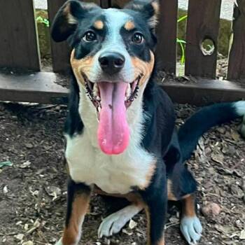 Median -  Feist and Terrier Dog for Adoption in Wadena, Minnesota - Median | PetCurious