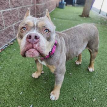 American Bulldog and Pit Bull Terrier Dogs Available for Adoption in Minneapolis, Minnesota - REGINA PHALANGE | PetCurious