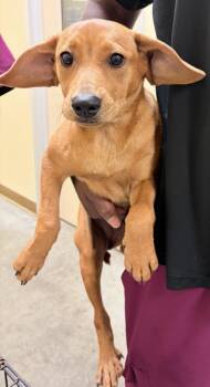 JINGER -  Labrador Retriever and Mixed Breed Dog for Adoption in Texas City, Texas - JINGER | PetCurious