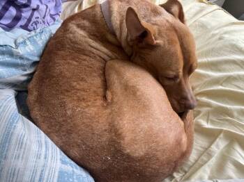 Red -  Mixed Breed Dog for Adoption in Cincinnati, Ohio - Red | PetCurious