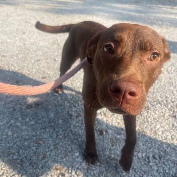 Tia -  Chocolate Labrador Retriever and Pit Bull Terrier Dog for Adoption in Valley, Alabama - Tia | PetCurious