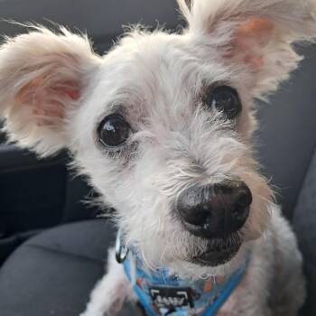 Chester D11770 -  Terrier and Chinese Crested Dog Dog for Adoption - Chester D11770 | PetCurious
