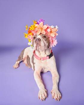 MOLLIE -  American Staffordshire Terrier Dog for Adoption in Fort Lauderdale, Florida - MOLLIE | PetCurious